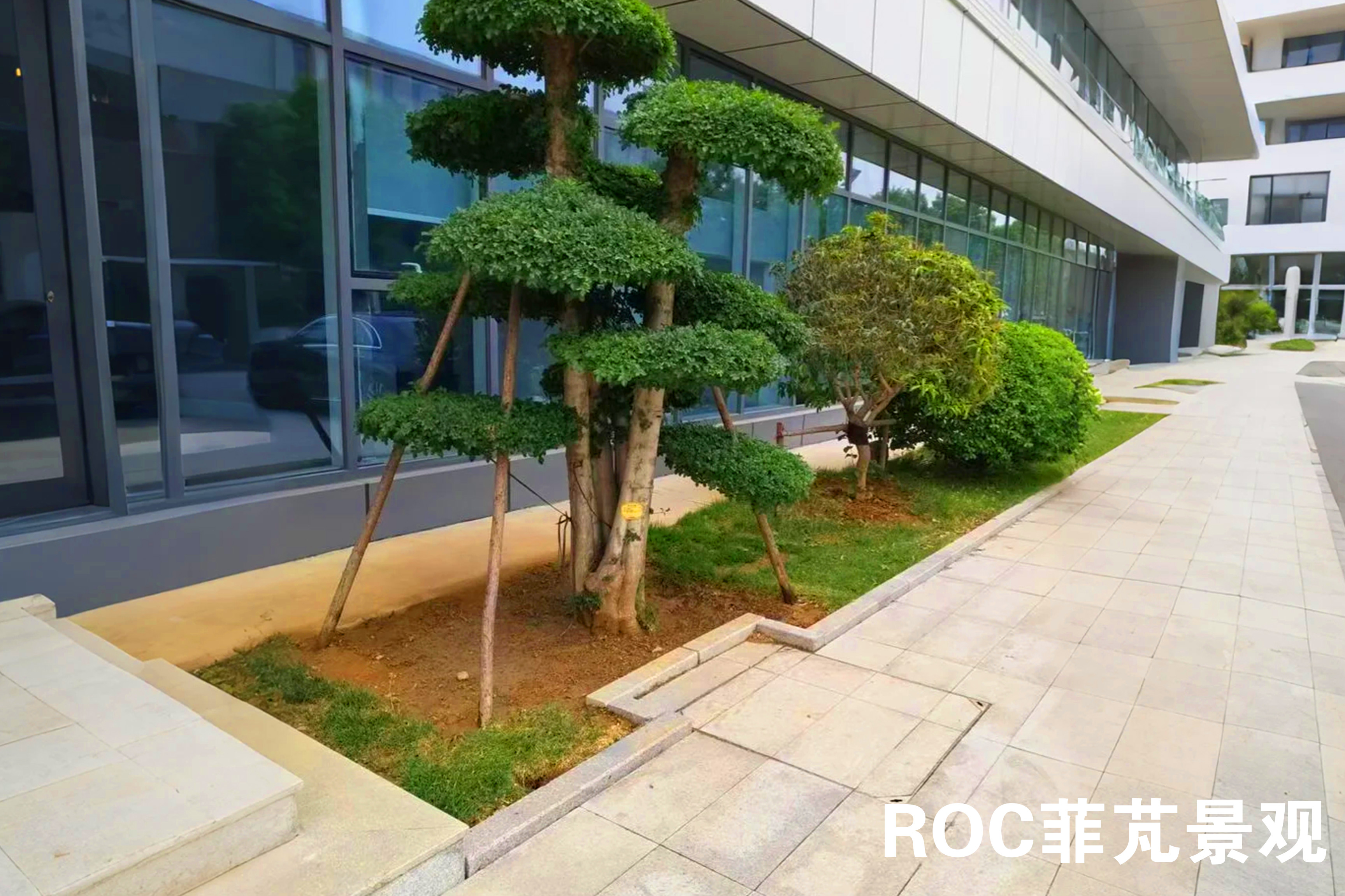 菲芃景观·夏季养护